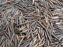 Wild Rice